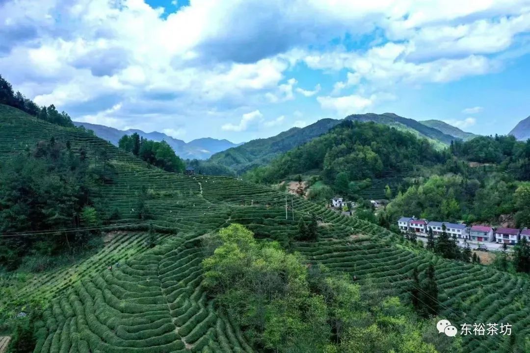 紫阳富硒茶品牌价值(紫阳富硒茶品种和单价)-硒宝网