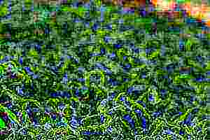 湖北的富硒茶在那里(湖北富硒红茶)-硒宝网