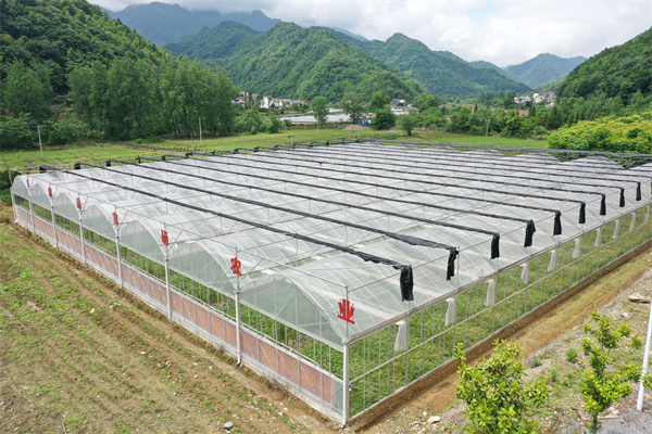 仙寓山富硒茶种植地(仙寓山硒茶多少钱一斤)-硒宝网