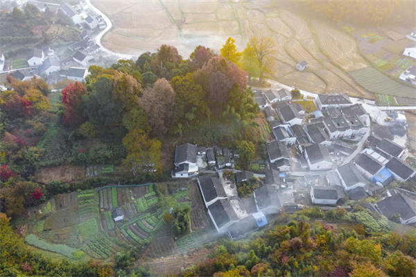 仙寓山富硒茶种植地(仙寓山硒茶多少钱一斤)-硒宝网