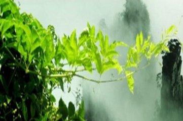 富硒藤茶效果怎么样(富硒藤茶什么牌子的好)-硒宝网