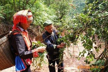富硒藤茶效果怎么样(富硒藤茶什么牌子的好)-硒宝网