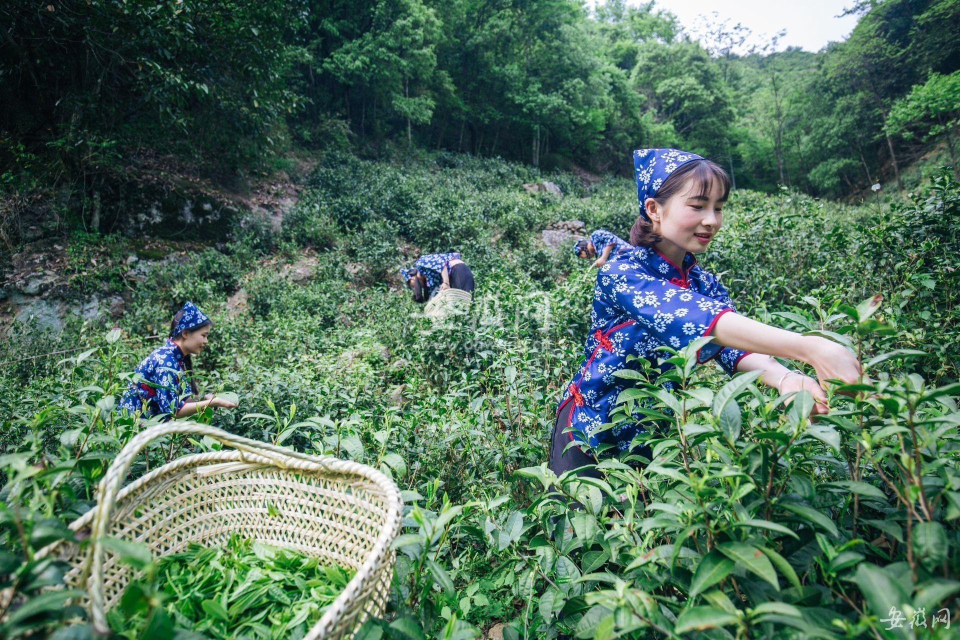霄坑富硒茶是哪里的(霄坑茶叶功效)-硒宝网