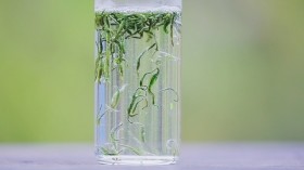 富硒高山野茶多少钱(高山富硒茶功效)-硒宝网