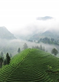富硒高山野茶多少钱(高山富硒茶功效)-硒宝网