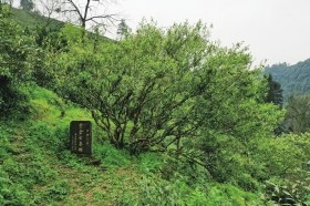 富硒高山野茶多少钱(高山富硒茶功效)-硒宝网