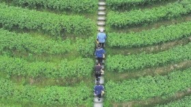 富硒高山野茶多少钱(高山富硒茶功效)-硒宝网