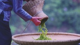 富硒高山野茶多少钱(高山富硒茶功效)-硒宝网