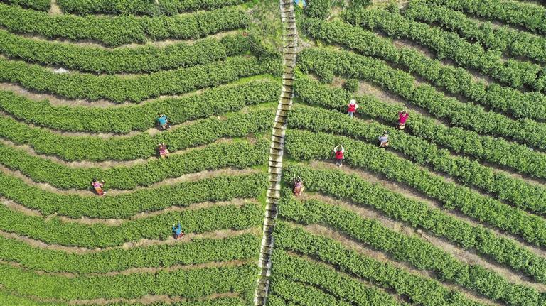 黔东南州富硒清明茶(富硒茶是什么茶)-硒宝网