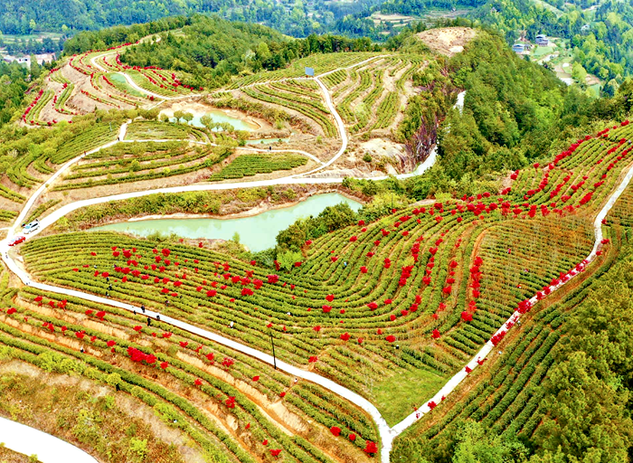 四川富硒茶产业基地(四川茶叶基地)-硒宝网