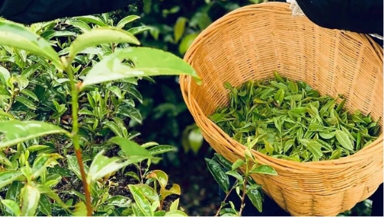 四川富硒茶产业基地(四川茶叶基地)-硒宝网