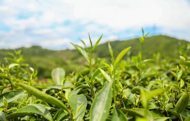富硒茶糖尿病能喝吗(能喝病茶糖尿富硒水吗)-硒宝网