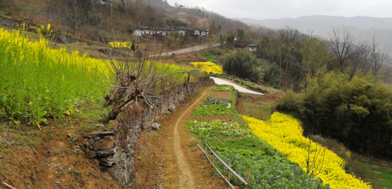 来品万源白羊富硒茶（四川万源市白羊茶场）-硒宝网