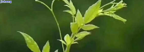 富硒藤茶泡多长时间（富硒藤茶放多长时间就不能喝）-硒宝网