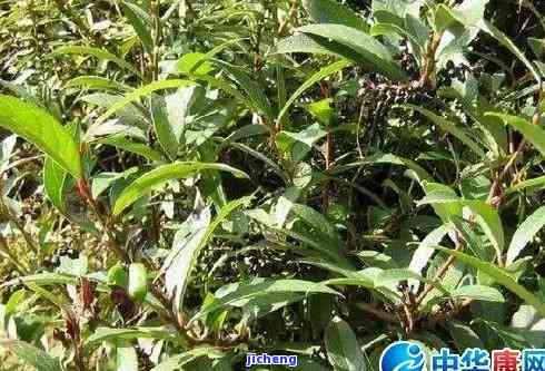富硒藤茶泡多长时间（富硒藤茶放多长时间就不能喝）-硒宝网