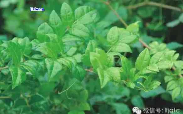 富硒藤茶泡多长时间（富硒藤茶放多长时间就不能喝）-硒宝网