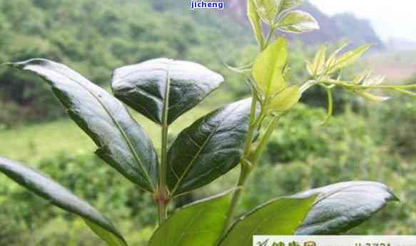 富硒藤茶泡多长时间（富硒藤茶放多长时间就不能喝）-硒宝网