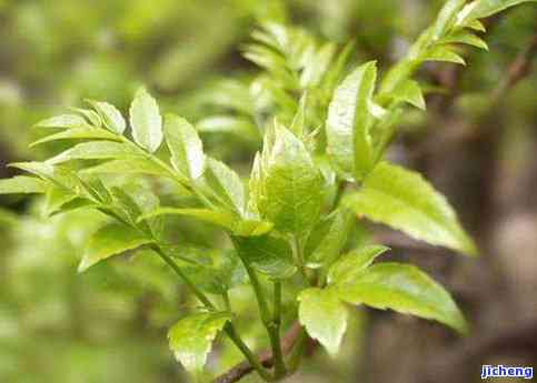 富硒藤茶泡多长时间（富硒藤茶放多长时间就不能喝）-硒宝网