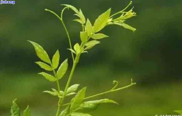 富硒藤茶泡多长时间（富硒藤茶放多长时间就不能喝）-硒宝网