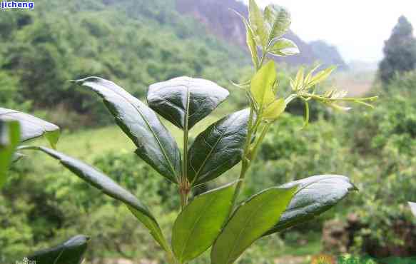 富硒藤茶泡多长时间（富硒藤茶放多长时间就不能喝）-硒宝网