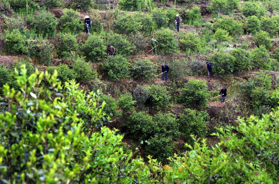 富硒茶籽出油率高吗(茶籽的含油率)-硒宝网