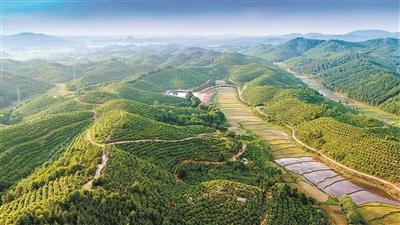 富硒茶籽出油率高吗(茶籽的含油率)-硒宝网