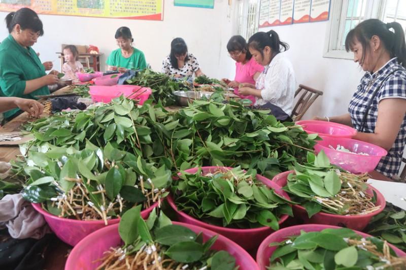 富硒茶籽出油率高吗(茶籽的含油率)-硒宝网