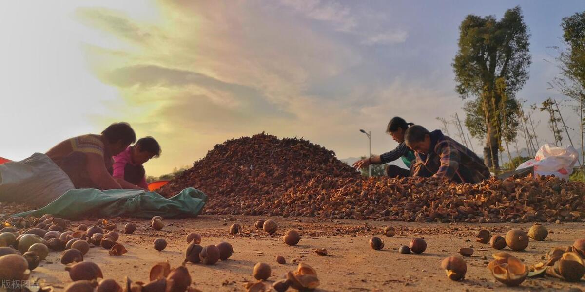 富硒茶籽出油率高吗（油茶籽含油率）-硒宝网