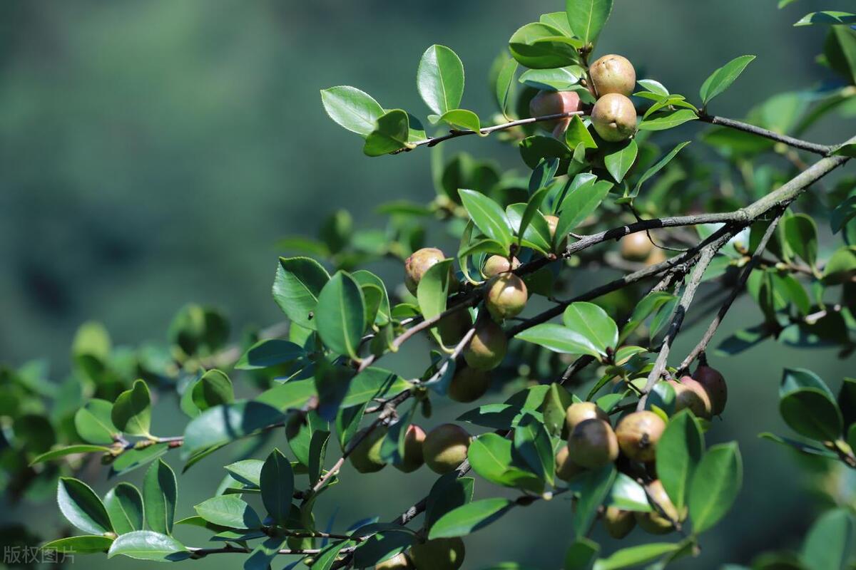 富硒茶籽出油率高吗（油茶籽含油率）-硒宝网