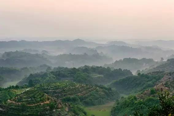 富硒茶籽出油率高吗(富硒油茶籽油有什么作用)-硒宝网