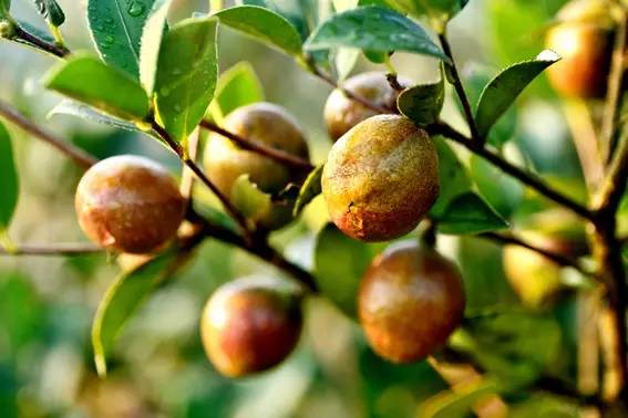 富硒茶籽出油率高吗(富硒油茶籽油有什么作用)-硒宝网