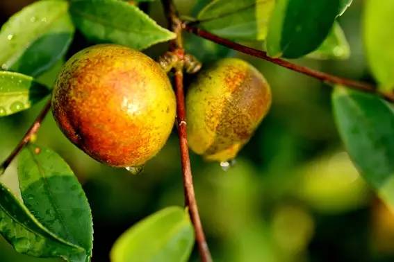 富硒茶籽出油率高吗(富硒油茶籽油有什么作用)-硒宝网