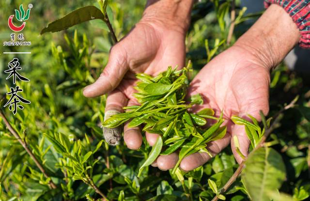 霄坑村富硒茶多少钱(安徽霄坑富硒野生茶)-硒宝网
