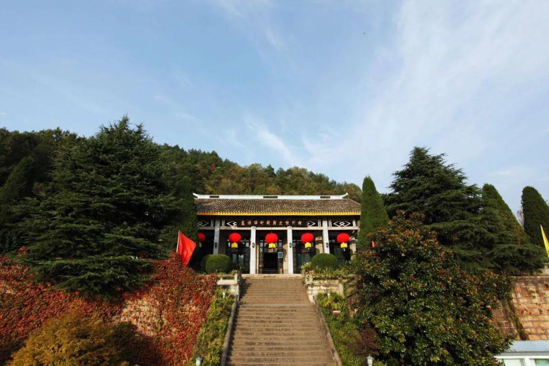 四川万源  富硒茶（万源富硒茶叶）-硒宝网