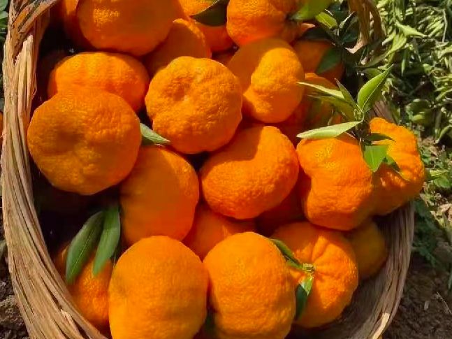 旬阳县赤岩镇富硒茶(旬阳县赤岩镇有多少人口)-硒宝网