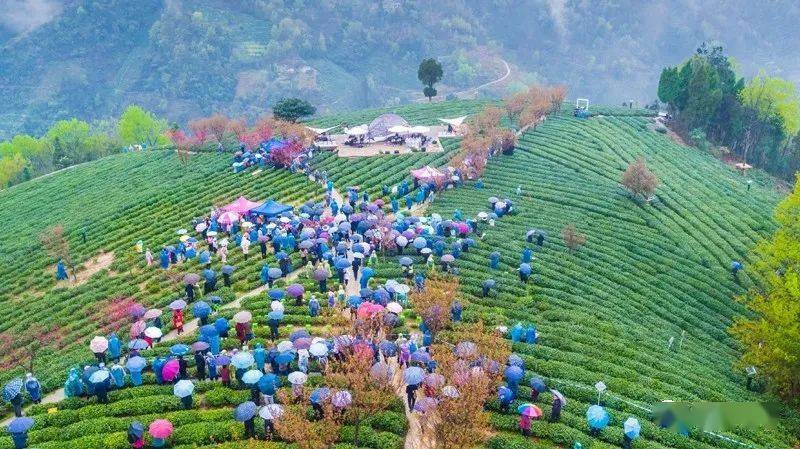 紫阳县向阳镇富硒茶（紫阳向阳茶山）-硒宝网