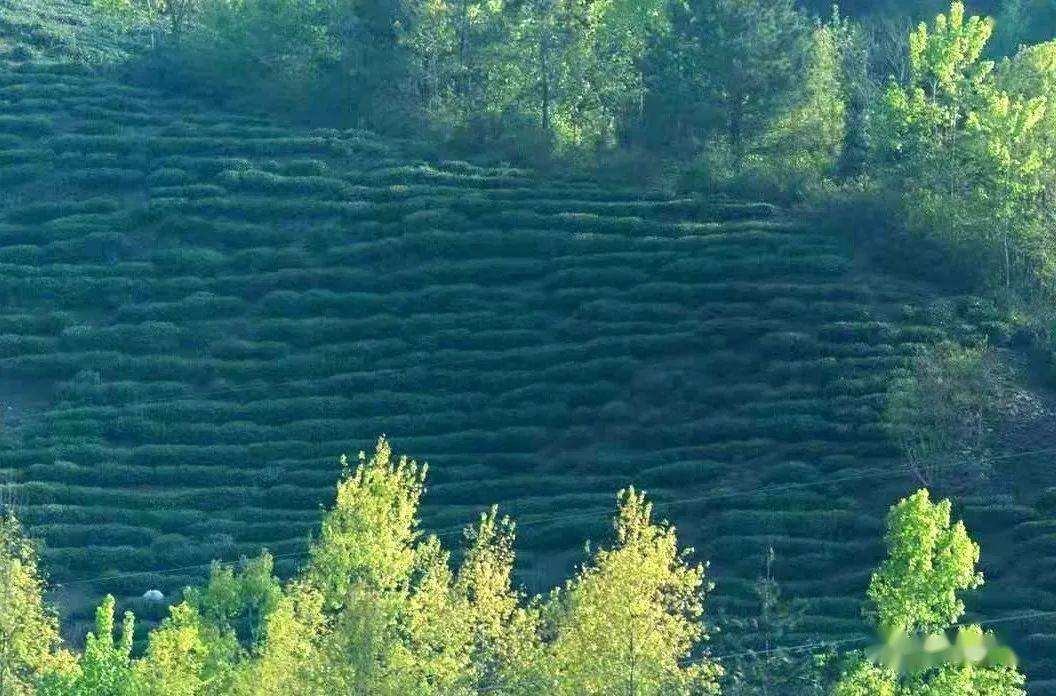 紫阳县向阳镇富硒茶（紫阳向阳茶山）-硒宝网
