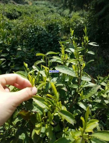 仙寓山富硒茶指人尖（仙寓山野生茶）-硒宝网