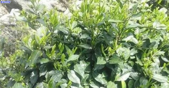 仙寓山富硒茶指人尖（仙寓山野生茶）-硒宝网