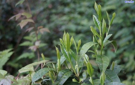 仙寓山富硒茶指人尖（仙寓山野生茶）-硒宝网