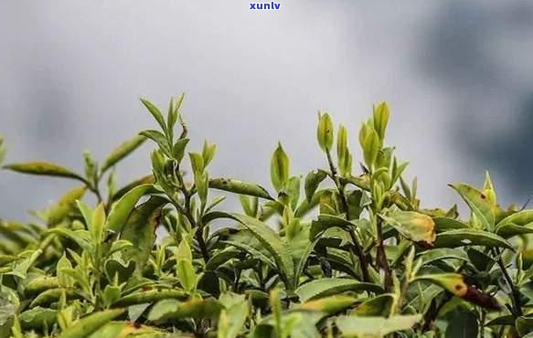 仙寓山富硒茶指人尖（仙寓山野生茶）-硒宝网