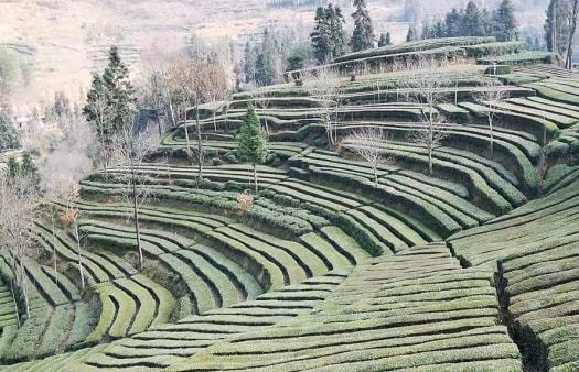 陕西汉中西乡富硒茶（陕西富硒茶叶）-硒宝网