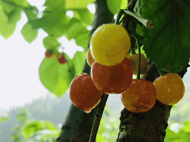 六枝特区郎岱富硒茶(贵州六枝郎岱移动公司)-硒宝网