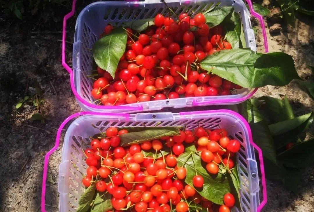 六枝特区郎岱富硒茶(贵州六枝郎岱移动公司)-硒宝网