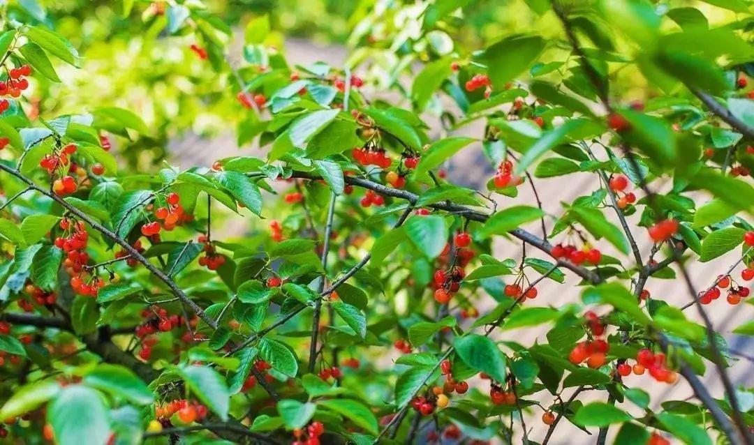 六枝特区郎岱富硒茶(贵州六枝郎岱移动公司)-硒宝网