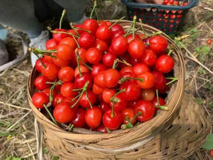 六枝特区郎岱富硒茶(贵州六枝郎岱移动公司)-硒宝网