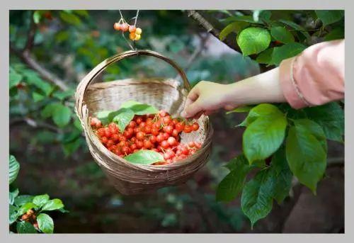 六枝特区郎岱富硒茶(贵州六枝郎岱移动公司)-硒宝网