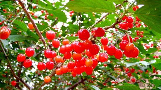 六枝特区郎岱富硒茶(贵州六枝郎岱移动公司)-硒宝网