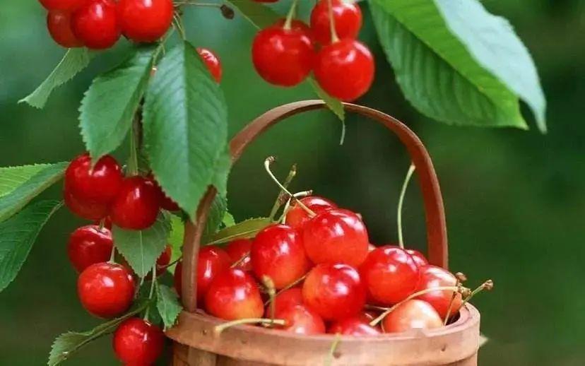 六枝特区郎岱富硒茶(贵州六枝郎岱移动公司)-硒宝网