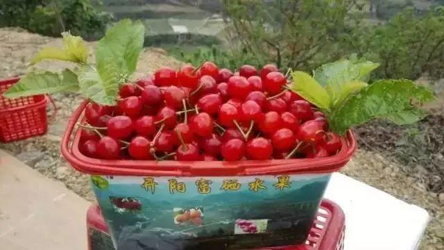 六枝特区郎岱富硒茶(贵州六枝郎岱移动公司)-硒宝网